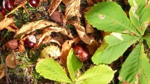 Chestnuts or Conkers in Kensington Gardens