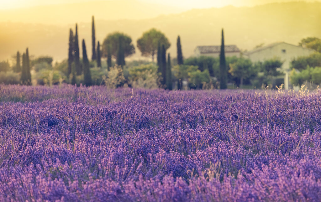 Provence