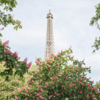 Paris Perfect Spring Blossoms Guide