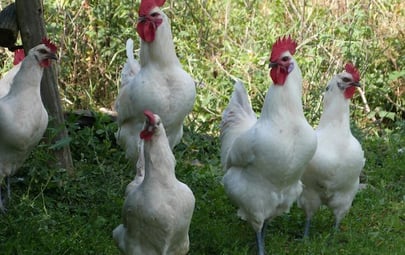 The Glorious Chickens of Bresse and How to Cook Them